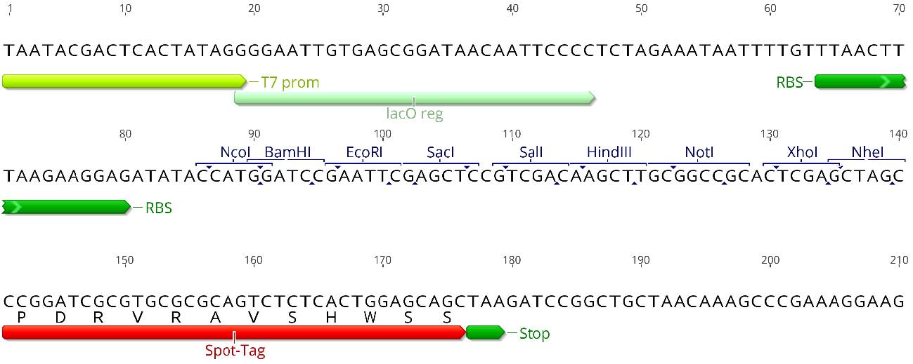 Multiple cloning site (MCS)