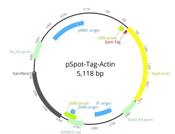 CMV promoter: 508-589 Spot-Tag®-actin: 613-1776 Spot-Tag®: 616-651 SV40 terminator: 1799-2043 Kanamycin resistance gene: 3005-3805 pMB1 replication origin: 4400-5019