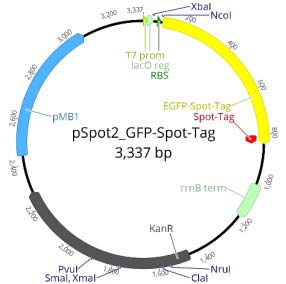 T7 promoter: 1-19 Lac operon: 19-46 RBS: 64-80 EGFP-Spot-Tag®: 88-843 Spot-Tag®: 805-840 rrnB terminator: 1025-1182 Kanamycin resistance gene: 1462-2277 pMB1 replication origin: 2445-3064