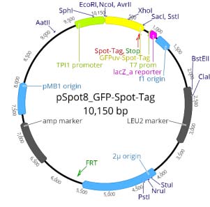 TPI1 promoter: 9576-9 GFPuv-Spot-Tag®: 10-780 Spot-Tag®: 742-777 T7 primer site: 892-910 Leucin marker (LEU2): 2226-3332 2µ replication origin: 4058-5527 Ampicillin resistance gene: 6385-7245 pMB1 replication origin: 7400-8019