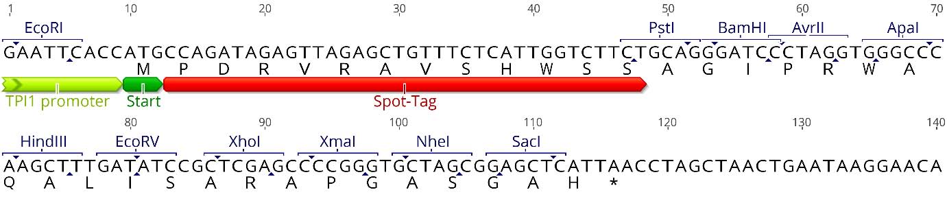 Multiple cloning site (MCS)