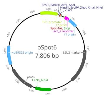 TPI1 promoter: 7239-9 Start codon (ATG): 10-12 Spot-Tag®: 13-48 MCS: 47-112 T7 primer site: 230-248 Leucin marker (LEU2): 1564-2670 CEN replication origin: 3398-3916 Ampicillin resistance gene: 4048-4908 pRB322 replication origin: 5063-5682