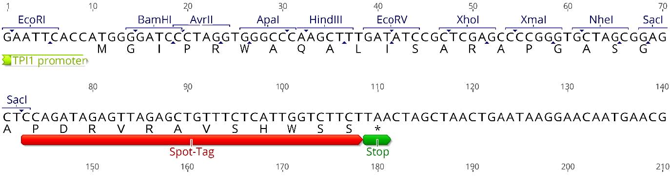 Multiple cloning site (MCS)