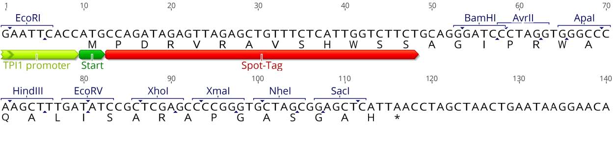 Multiple cloning site (MCS)