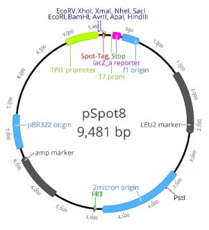 TPI1 promoter: 8914-9 Start codon (ATG): 10-12 Spot-Tag®: 13-48 MCS: 53-112 T7 primer site: 230-248 Leucin marker (LEU2): 1564-2670 2µ replication origin: 3396-4865 Ampicillin resistance gene: 5723-6583 pRB322 replication origin: 6738-7357