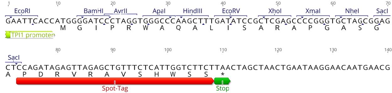 Multiple cloning site (MCS)