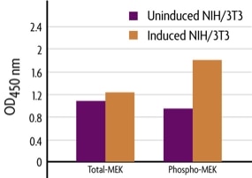 Measurement of phosphorylated MEK1/2 (S217/S221) and total MEK1/2 using the FACE MEK1/2 Cell Based ELISA (In Cell Western) method.