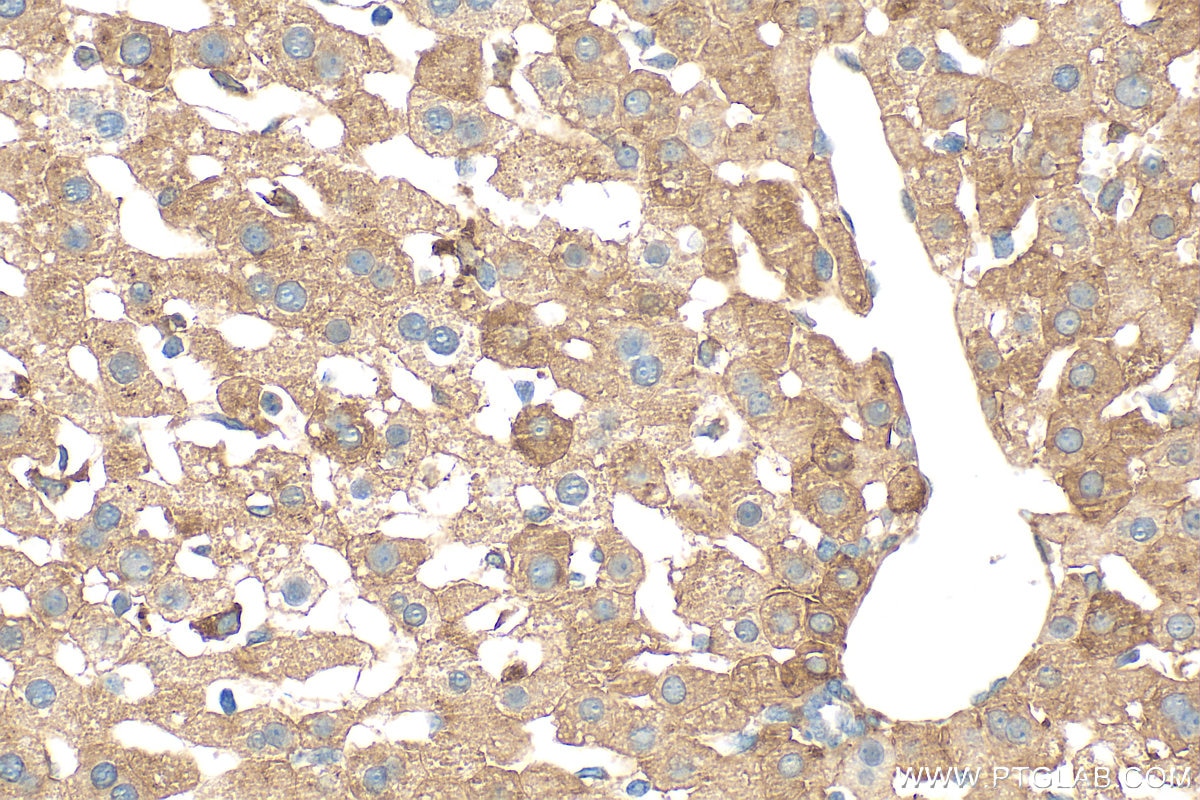Ferritin heavy chain antibody (33233-1-AP) | Proteintech