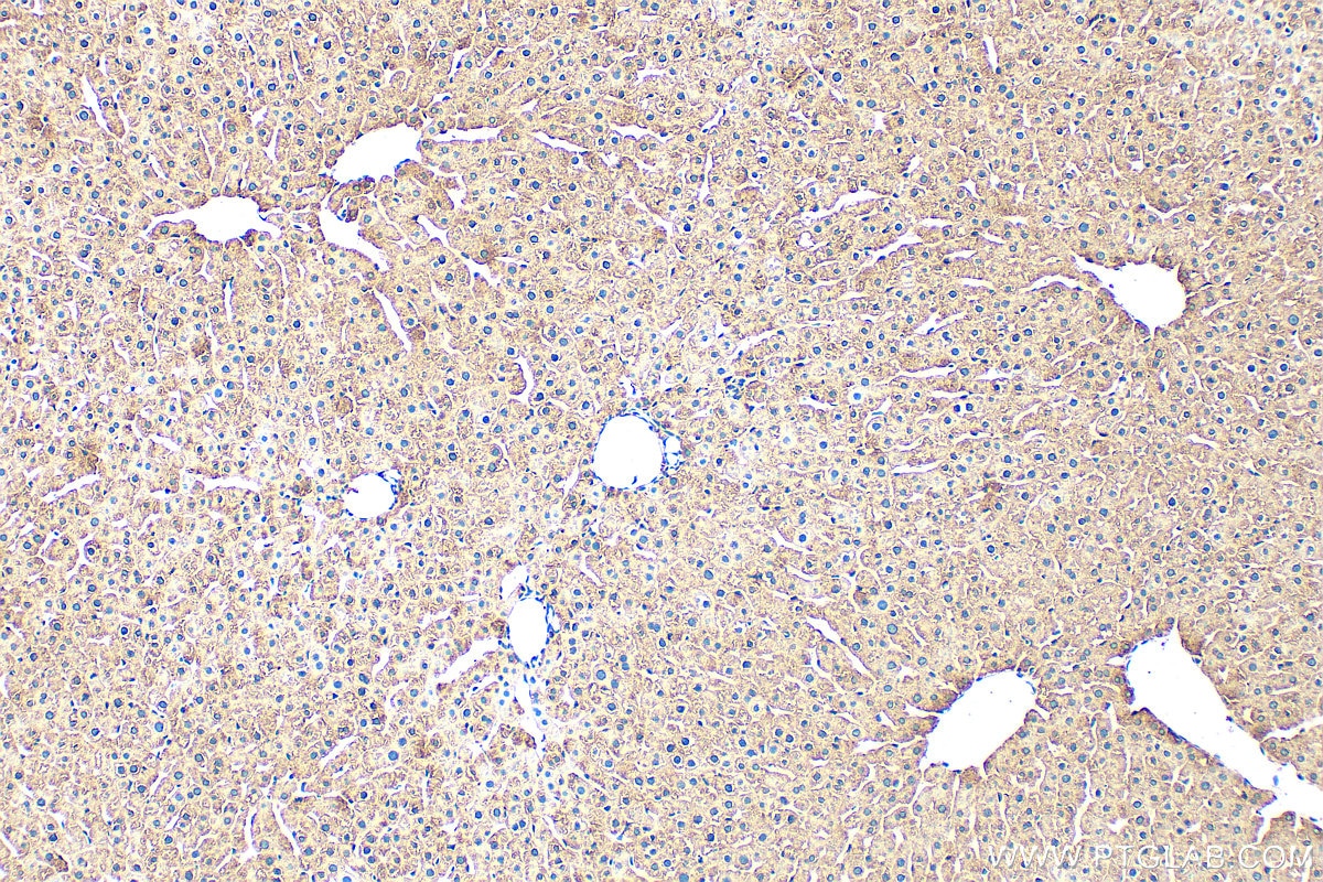 Ferritin heavy chain antibody (33233-1-AP) | Proteintech