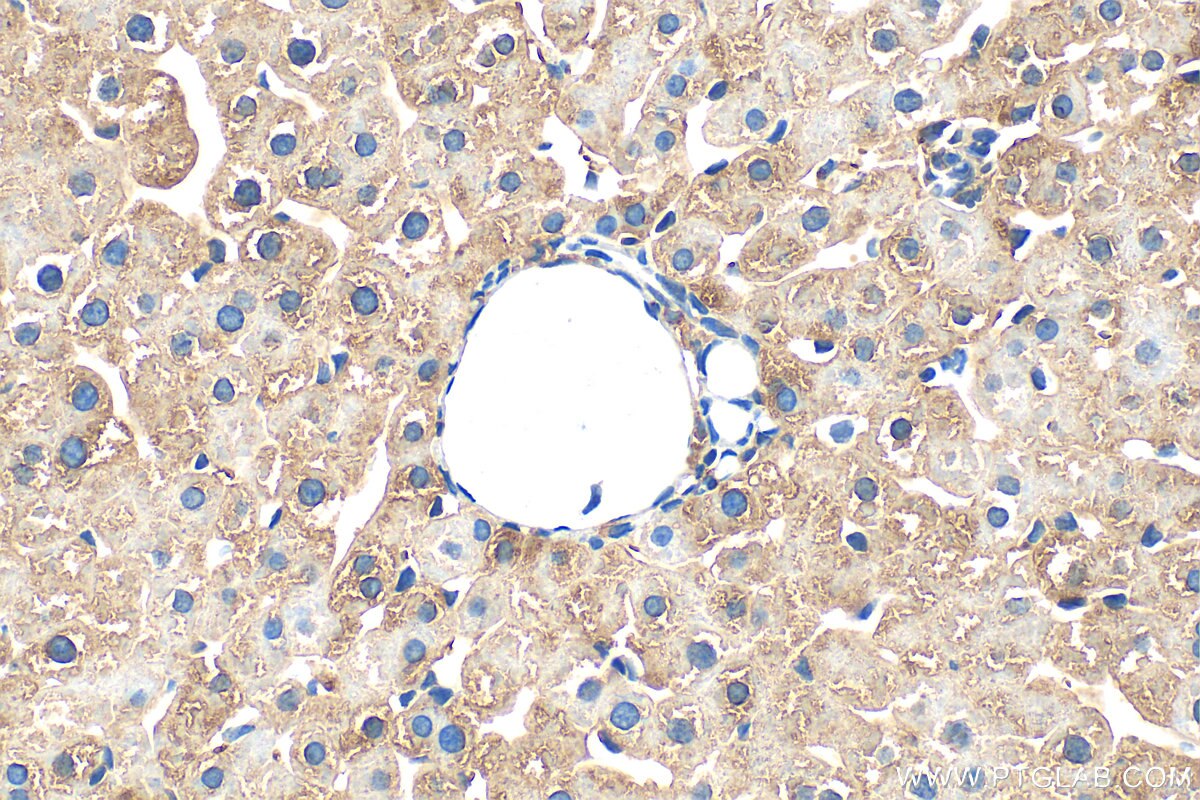 ferritin heavy chain antibody (33233-1-AP) | Proteintech