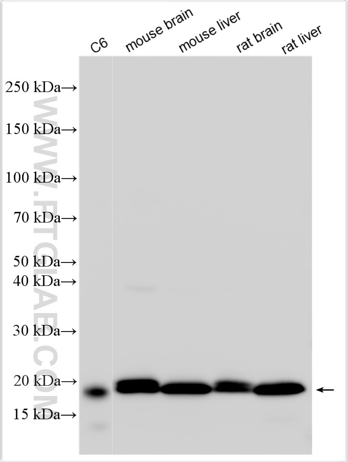 ferritin heavy chain antibody (33233-1-AP) | Proteintech