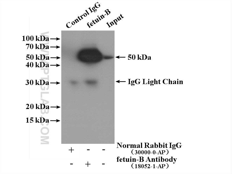 Immunoprecipitation (IP) experiment of human plasma using fetuin-B Polyclonal antibody (18052-1-AP)