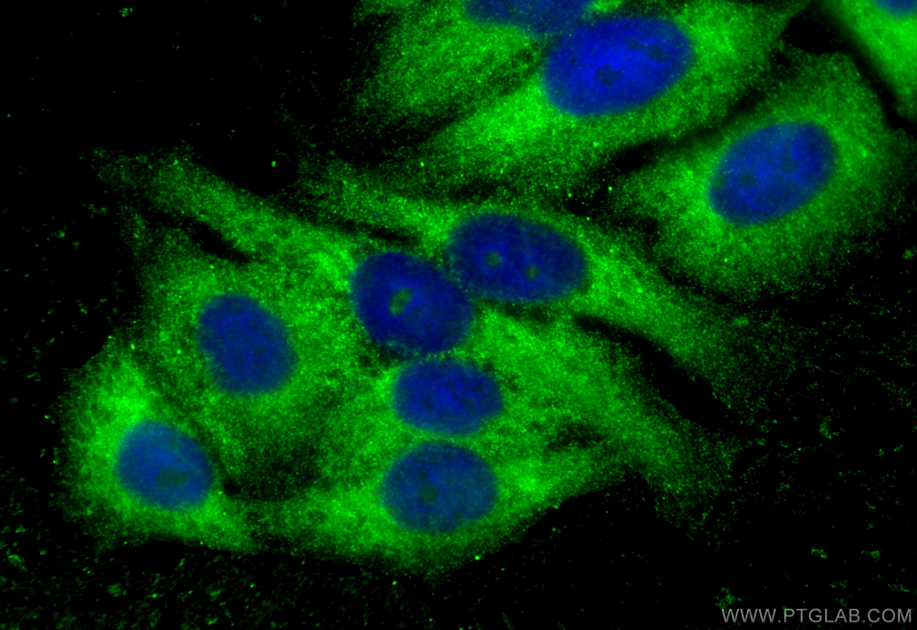Immunofluorescence (IF) / fluorescent staining of HepG2 cells using fetuin-B Monoclonal antibody (67002-1-Ig)