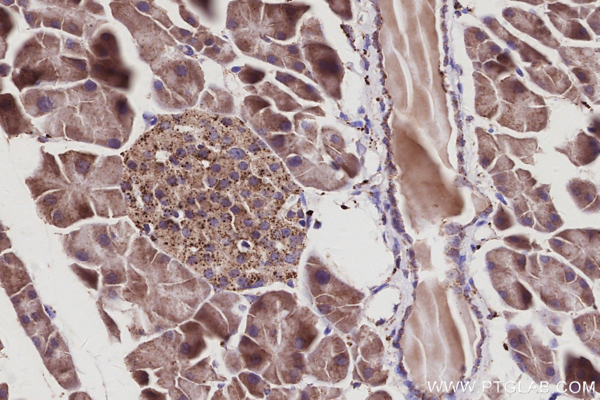Immunohistochemistry (IHC) staining of mouse pancreas tissue using fetuin-B Monoclonal antibody (67002-1-Ig)