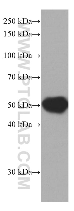 Western Blot (WB) analysis of human blood using fetuin-B Monoclonal antibody (67002-1-Ig)