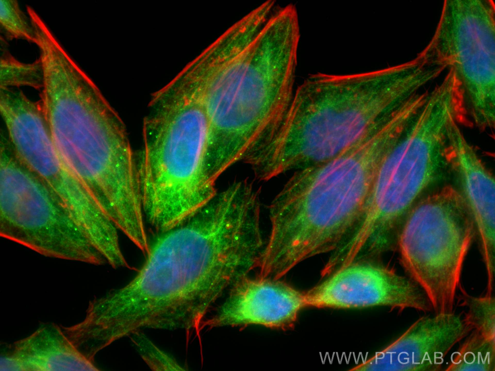 Immunofluorescence (IF) / fluorescent staining of HepG2 cells using CoraLite® Plus 488-conjugated fetuin-B Monoclonal  (CL488-67002)