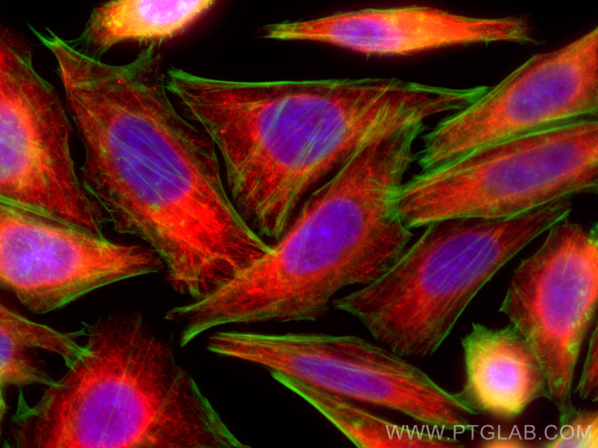 Immunofluorescence (IF) / fluorescent staining of HepG2 cells using CoraLite®594-conjugated fetuin-B Monoclonal antibo (CL594-67002)