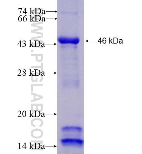 fetuin-B fusion protein Ag12463 SDS-PAGE