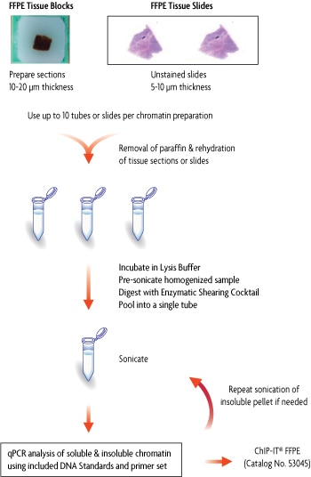 Flow chart of ChIP-IT FFPE Chromatin Preparation Kit