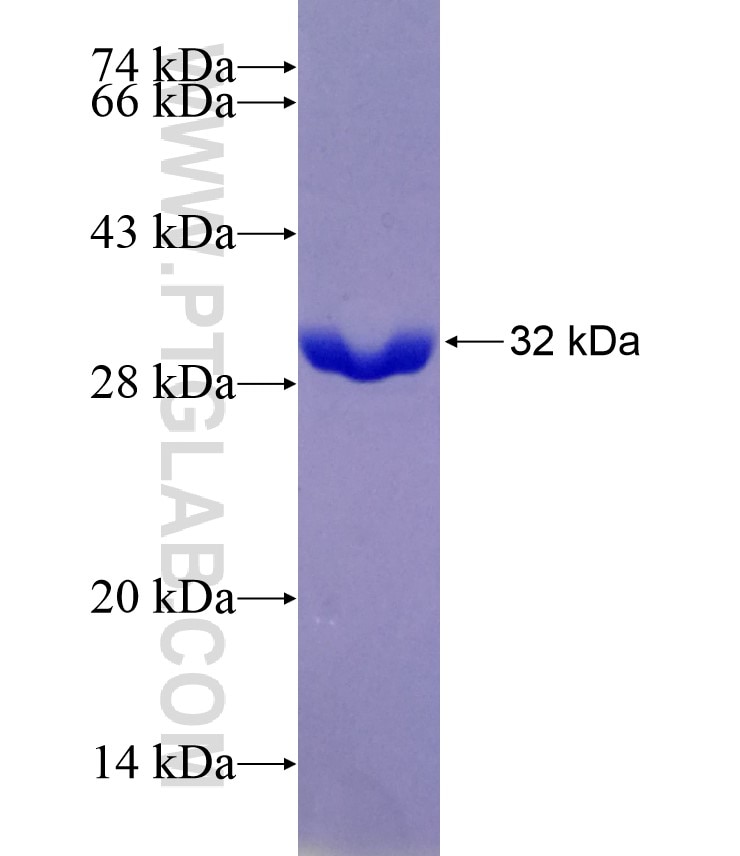 filamin-c fusion protein Ag29328 SDS-PAGE