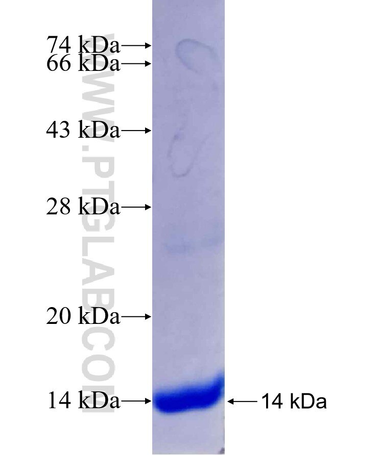 filamin-c fusion protein Ag29481 SDS-PAGE