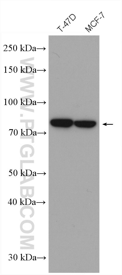 Western Blot (WB) analysis of various lysates using Gamma Catenin Polyclonal antibody (27872-1-AP)