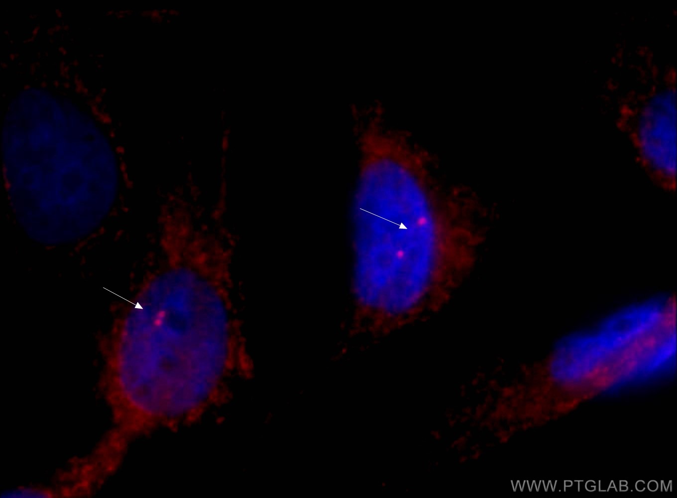 Immunofluorescence (IF) / fluorescent staining of MDCK cells using CoraLite®594-conjugated Gamma Tubulin Monoclonal a (CL594-66320)