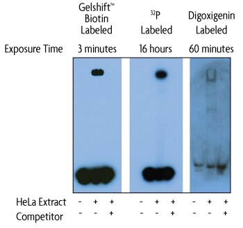 Gelshift chemiluminescent EMSA compared with radiolabeled and digoxigenin labeled assay kits