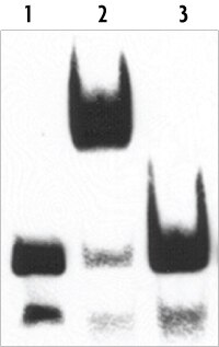The Gelshift Electrophoretic Mobility Shift EMSA Kit control transcription factor-DNA binding reactions