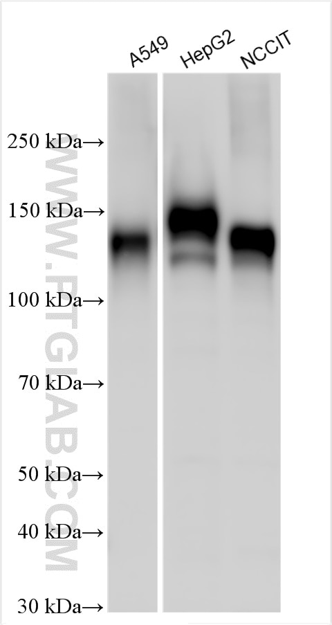 Western Blot (WB) analysis of various lysates using gp130/IL6ST Polyclonal antibody (30591-1-AP)