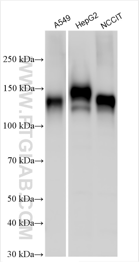 WB analysis using 30591-1-AP