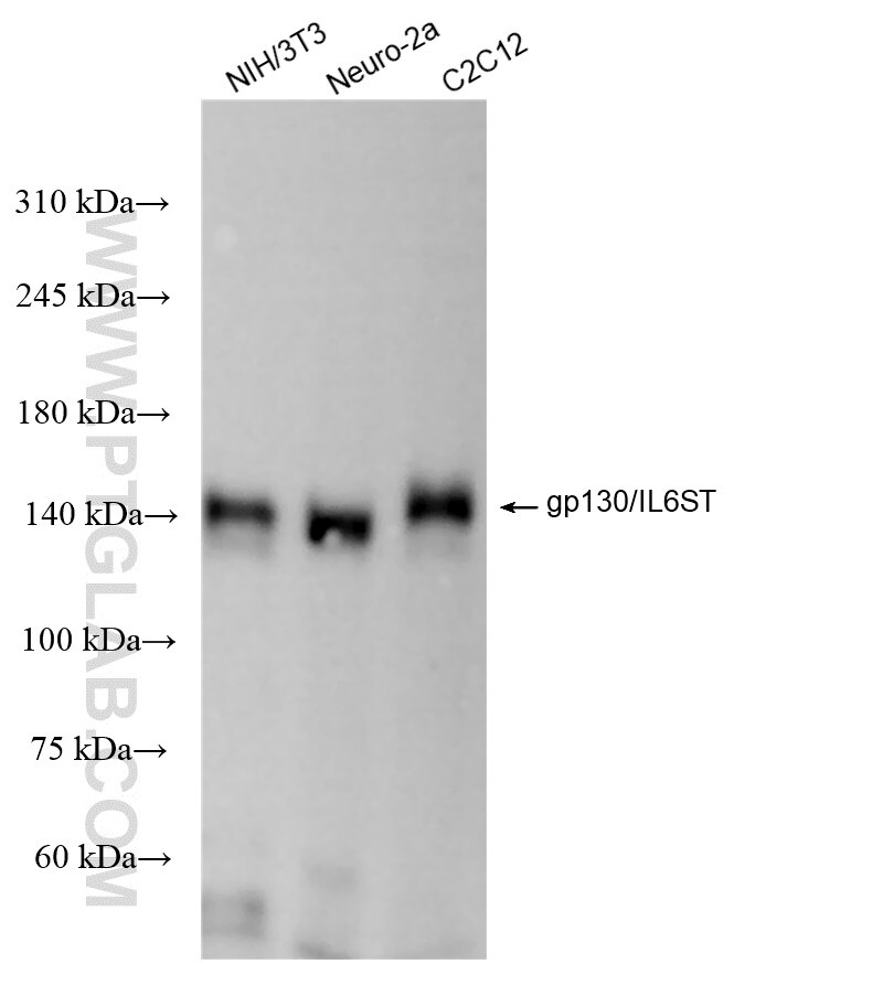 Western Blot (WB) analysis of various lysates using gp130/IL6ST Recombinant antibody (84794-4-RR)