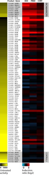 Heatmap data showing the untreated activity and induction response for each construct in the GR Pathway Profiling Plate using HT1080 fibrosarcoma cells treated with 100 nM PMA, with 1 uM prednisone, or with 1 uM cortisone for 4 hours