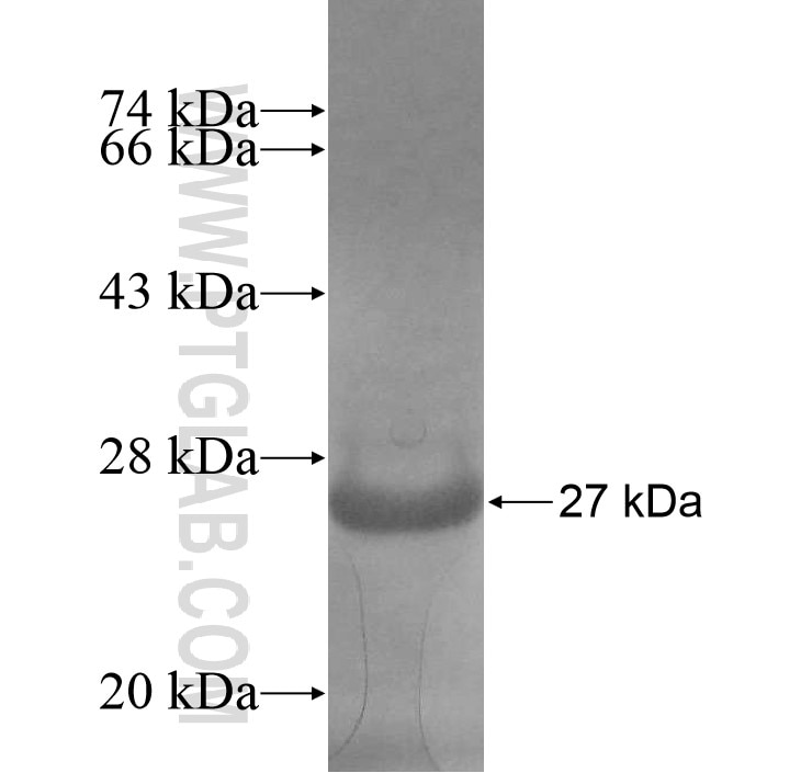 growth-hormone fusion protein Ag13734 SDS-PAGE