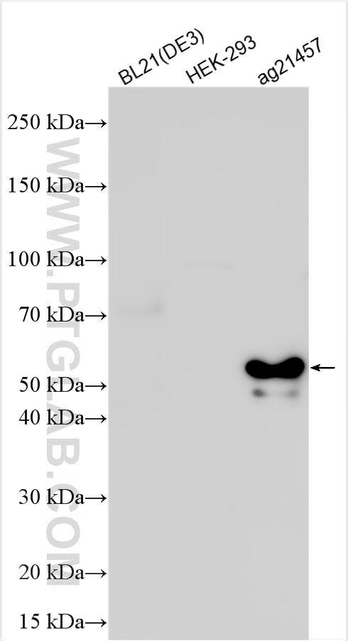Western Blot (WB) analysis of various lysates using GST Tag Polyclonal antibody (10000-0-AP)