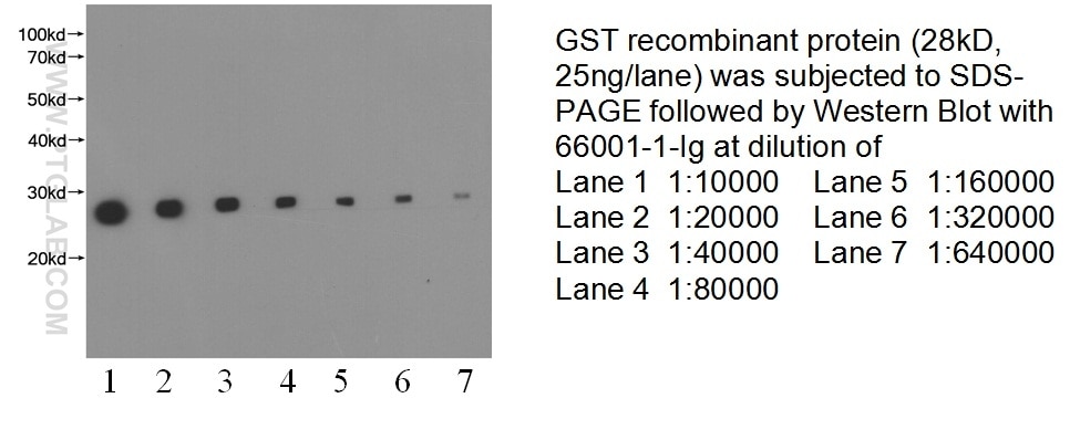 GST tag Monoclonal antibody