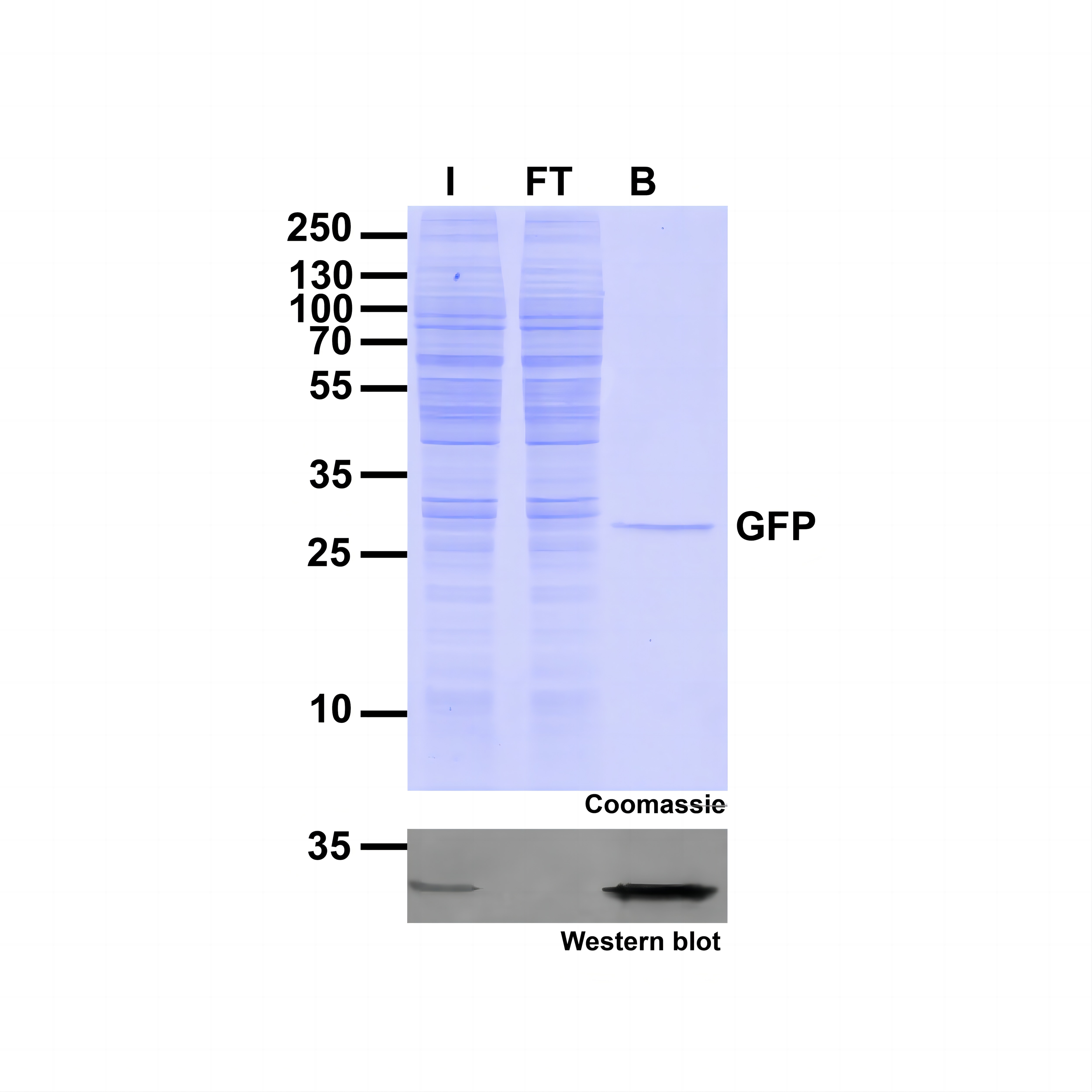 Immunoprecipitation of GFP with GFP-Trap Agarose beads. I: Input, FT: Flow-Through, B: Bound.