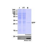 ChromoTek_GFP-Trap_Agarose