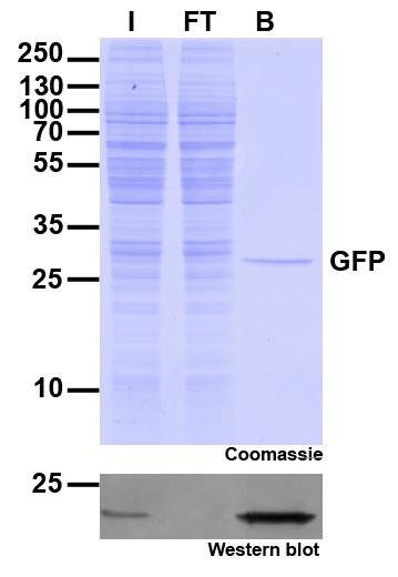 Immunoprecipitation of GFP with GFP-Trap Agarose beads. I: Input, FT: Flow-Through, B: Bound.