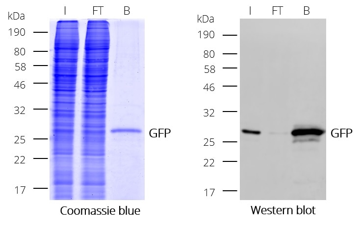 Immunoprecipitation (IP) of GFP with GFP-Trap Magnetic Particles M-270: Coomassie and Western blot (I: Input, FT: Flow-Through, B: Bound).