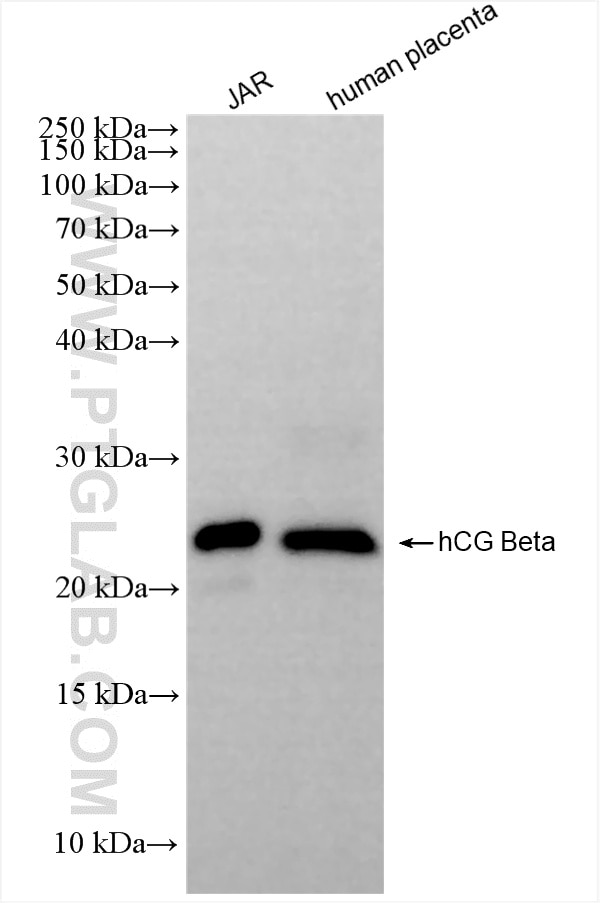 Western Blot (WB) analysis of various lysates using hCG Beta Recombinant antibody (85800-7-RR)