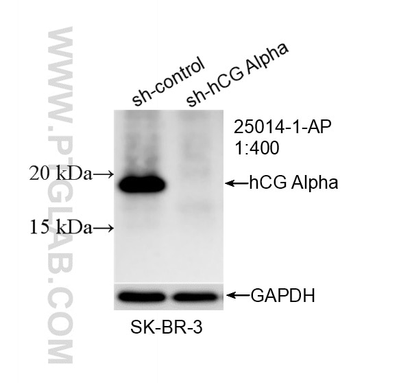Western Blot (WB) analysis of SK-BR-3 cells using hCG Alpha Polyclonal antibody (25014-1-AP)