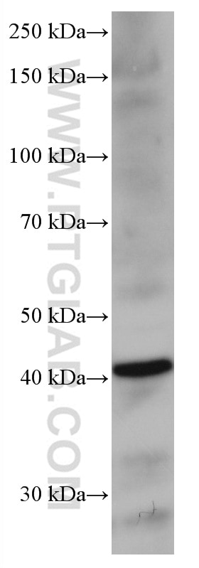Western Blot (WB) analysis of mouse liver tissue using hIST1 Monoclonal antibody (66989-1-Ig)