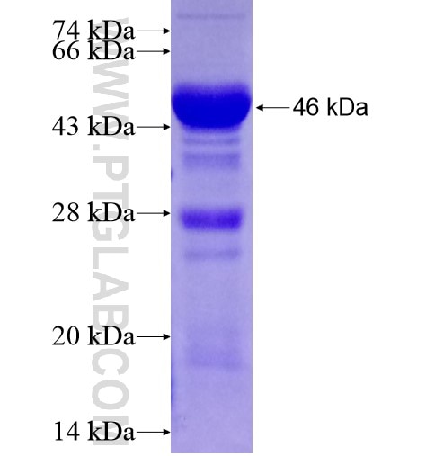hIST1 fusion protein Ag28364 SDS-PAGE