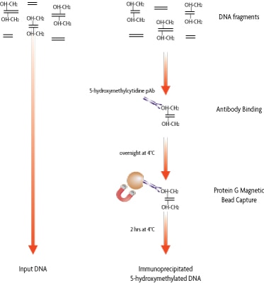 Flow chart of the hMeDIP method.