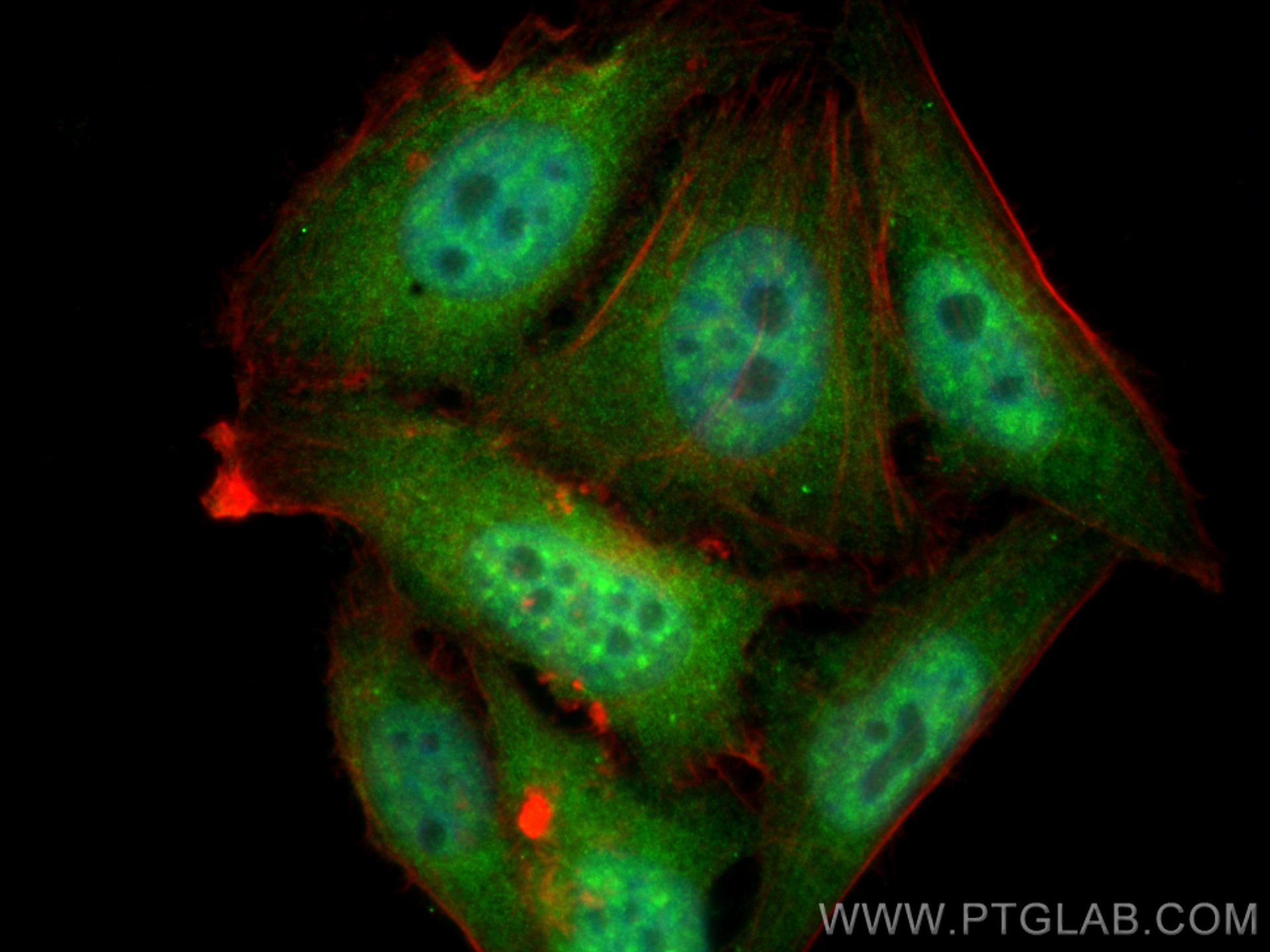 Immunofluorescence (IF) / fluorescent staining of HepG2 cells using hnRNP-E1 Polyclonal antibody (14523-1-AP)
