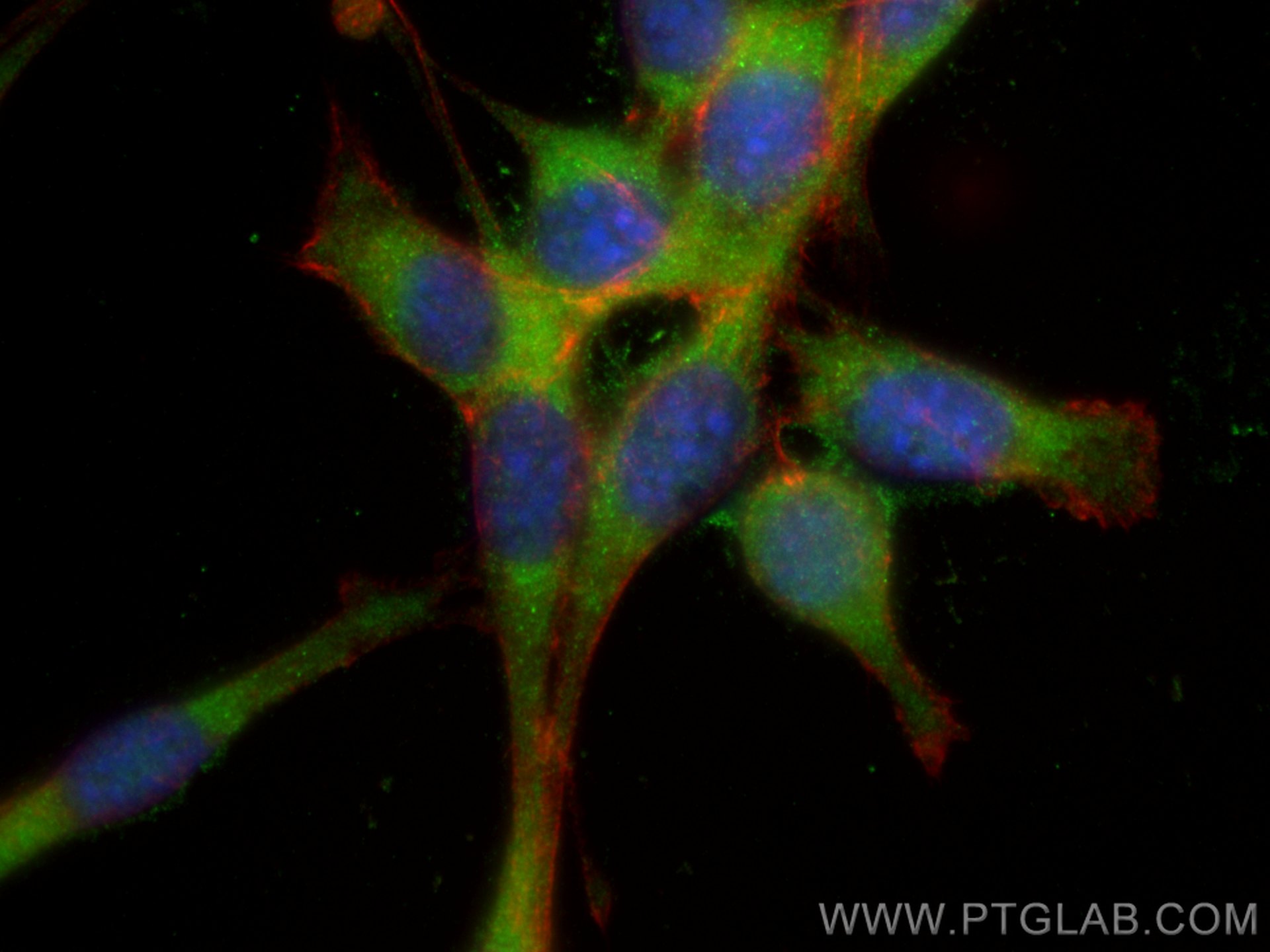 Immunofluorescence (IF) / fluorescent staining of NIH/3T3 cells using hnRNP-E1 Polyclonal antibody (14523-1-AP)