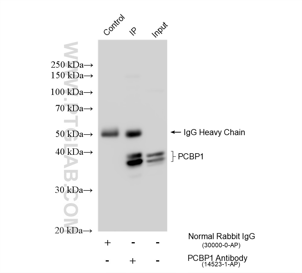 Immunoprecipitation (IP) experiment of K-562 cells using PCBP1 Polyclonal antibody (14523-1-AP)
