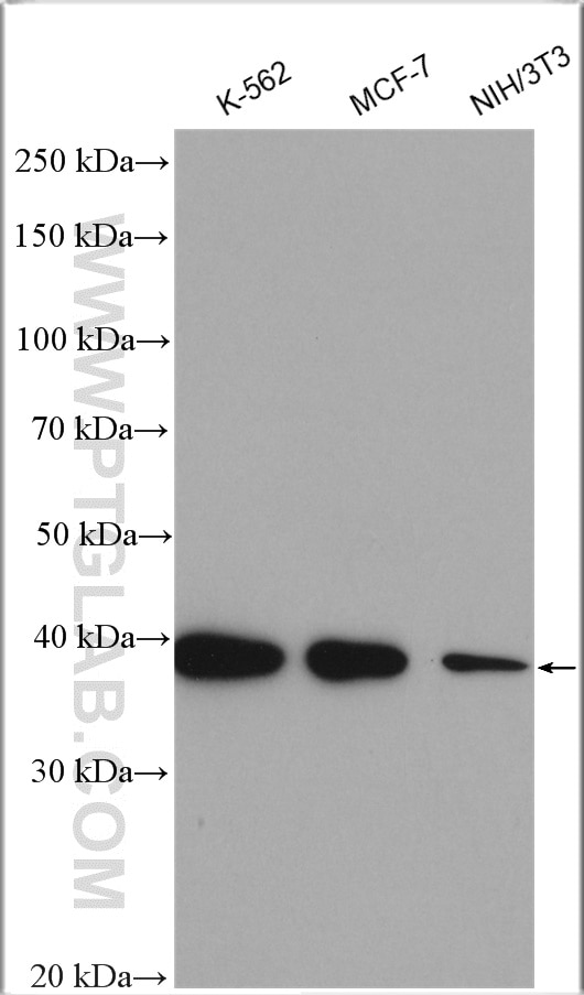 Western Blot (WB) analysis of various lysates using hnRNP-E1 Polyclonal antibody (14523-1-AP)