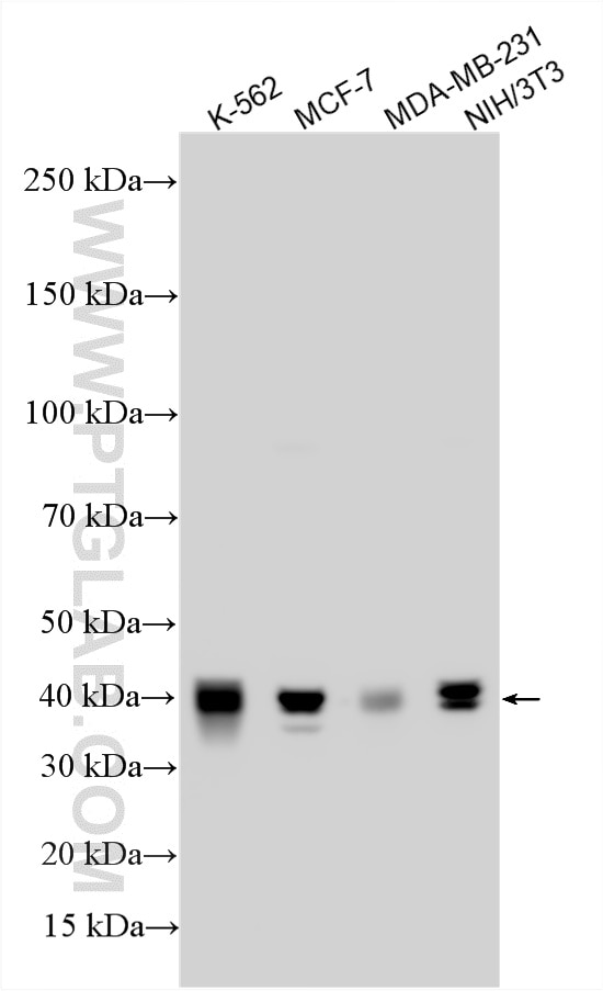 Western Blot (WB) analysis of various lysates using PCBP1 Polyclonal antibody (14523-1-AP)